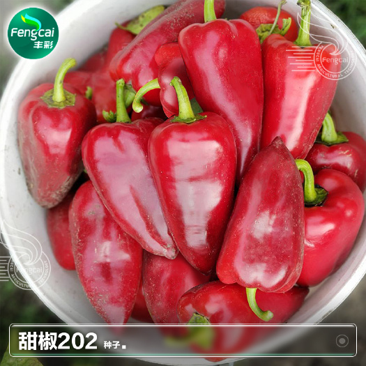绵阳甜椒种子早中熟杂交品种 果肉厚光滑 单果重约100-160克