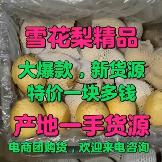 晋州市河北雪花梨