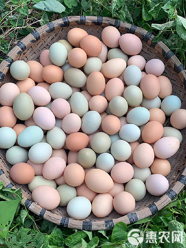 新鲜土鸡蛋高山自家林下散养五谷土鸡蛋