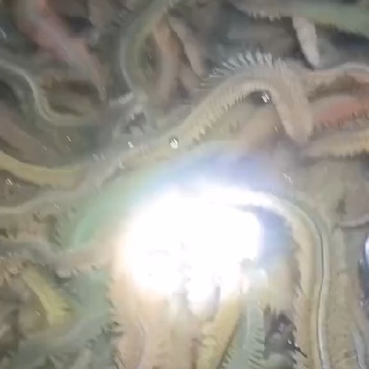 海蜈蚣 马条 沙蚕 非常新鲜 价格实惠～有需要的联系我