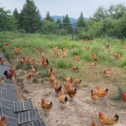 达州纯散养富硒土鸡蛋