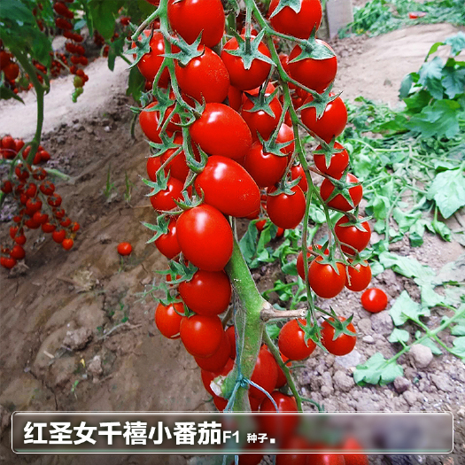 绵阳红圣女千禧樱桃小番茄种子杂交种 早熟性好坐果率高