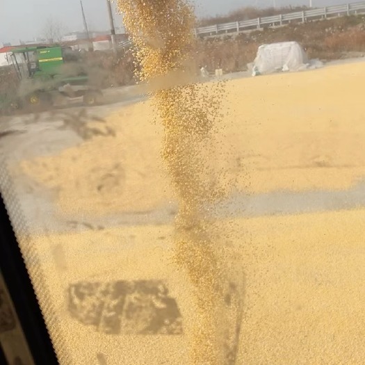 如东县干玉米出售