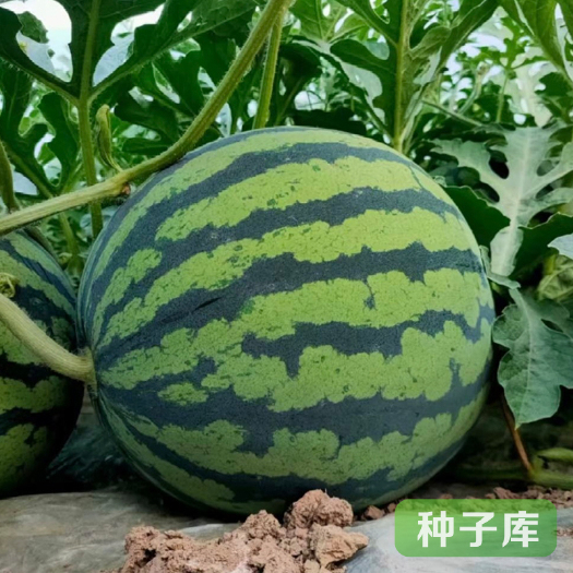 长春纯品甜皇8033西瓜种子大果型甜王西瓜品种大红瓤高糖度