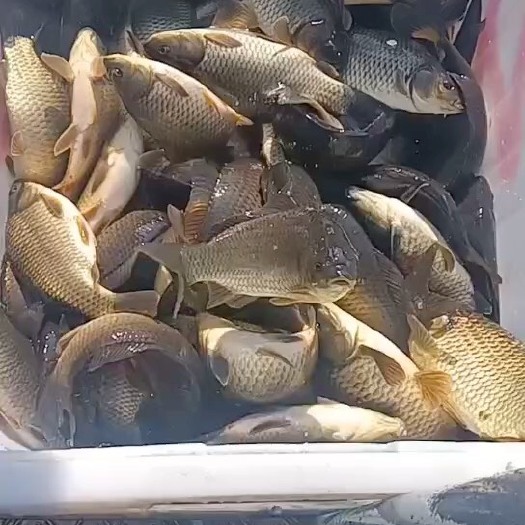 华容县鲫鱼湘鲫.长期供应各种规格的鲫鱼量大从优.保证质量