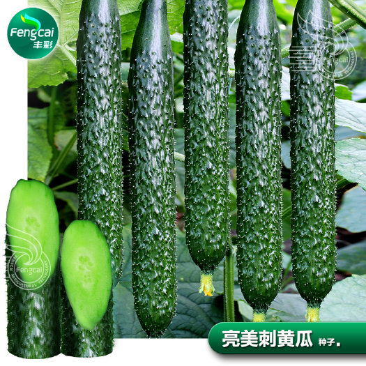 绵阳密刺油亮黄瓜种子 绿肉油亮型杂交种 瓜条顺直瓜把短
