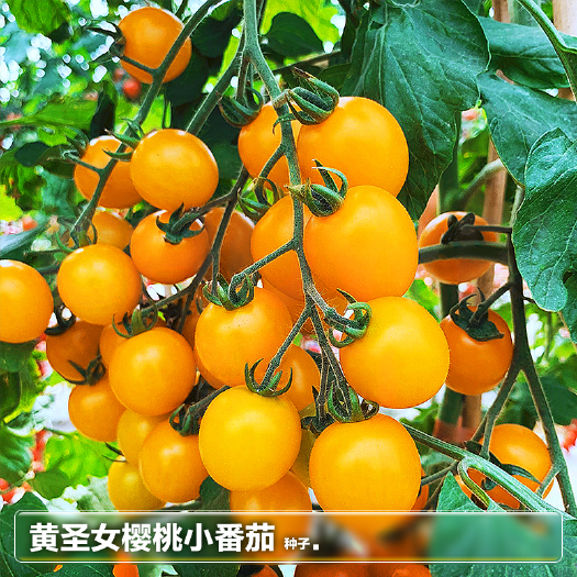 绵阳圣女果小番茄种子黄樱桃 色泽橙黄 含糖度可达9%以上 产量高
