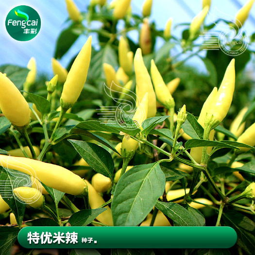 绵阳萧研牌特优米辣小米辣种子 连续坐果能力强 辣味特浓