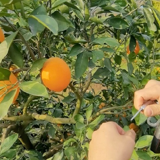 奉节长虹纽荷