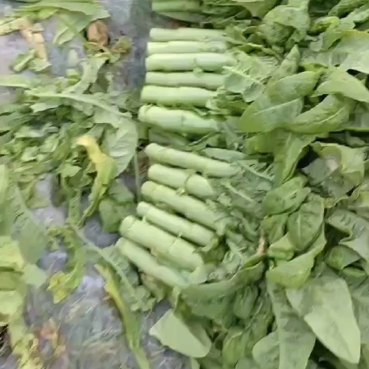 成都三青莴笋