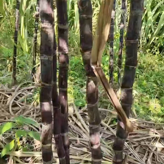 自家果园，大量甘蔗，有诚意的私