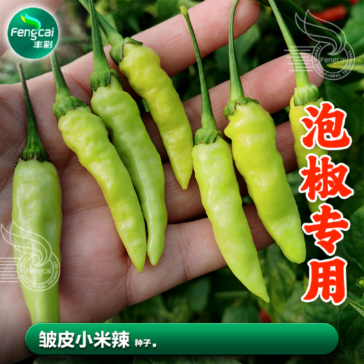 绵阳四川皱皮小米辣种子 大果泡椒专用 熟性早辣味浓