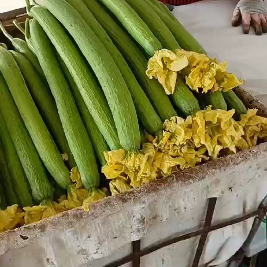 寿光市高温棚丝瓜，带花，产地直发