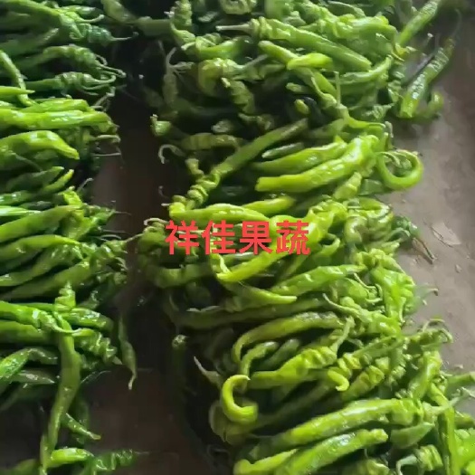 寿光市龙椒螺丝椒，大龙，产地直发