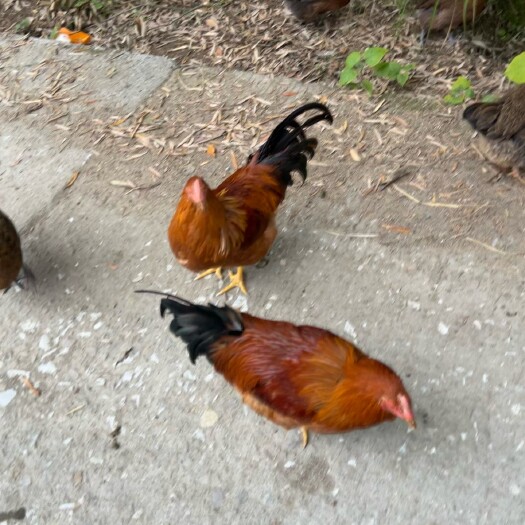宁化县自己喂稻谷，剩饭，剩菜土鸡