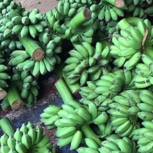 南宁广西自产小米蕉。现摘现发价格优惠