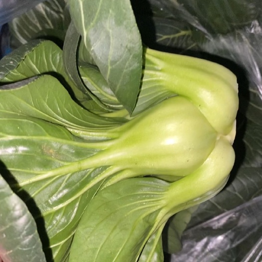 青菜 矮脚踩 苏州青 黑大头