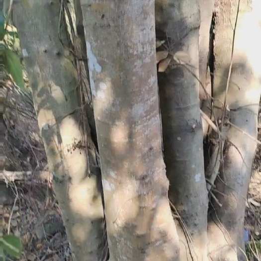 博罗县朴树
