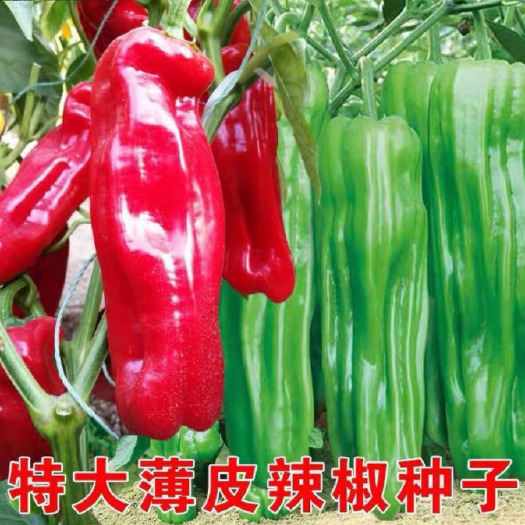 超大薄皮王辣椒种子新品种大果高产四季泡椒种子早熟杂交青椒种子