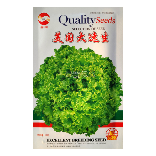 武汉特色蔬菜籽意大利紫叶生菜种子美国速生结球生菜种籽四季种植蔬菜
