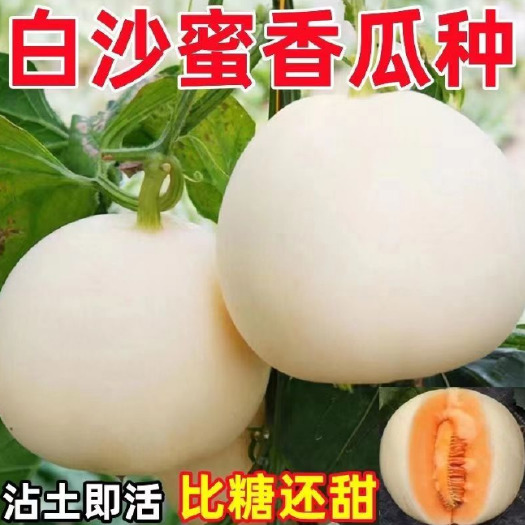 沭阳县超甜薄皮白沙糖甜瓜种子早熟香瓜种子白沙蜜甜瓜生吃种子大全