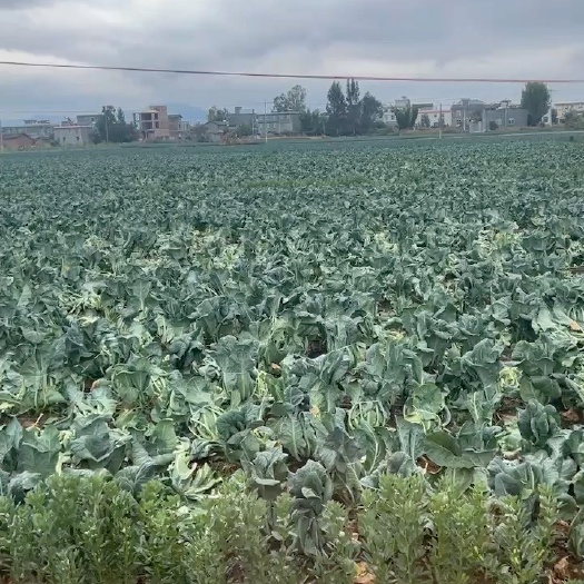 昆明松花（花菜）
