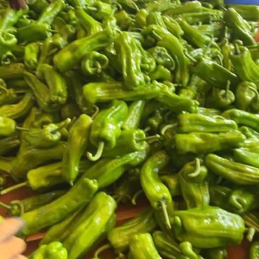 徐闻县广东大量新鲜靓货 辣椒，泡椒
