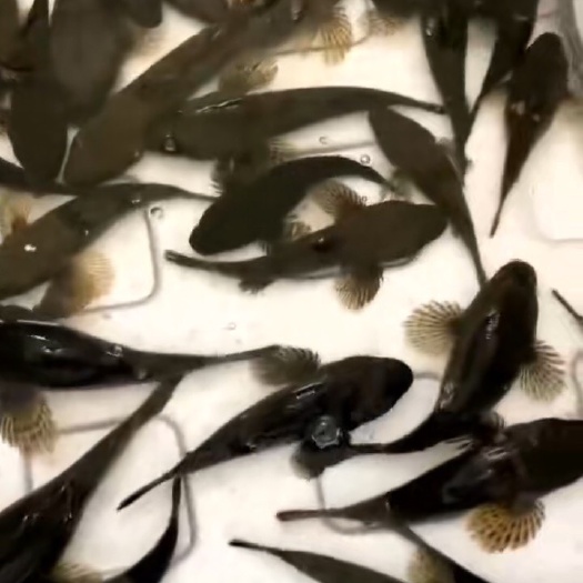 丽水土布鱼