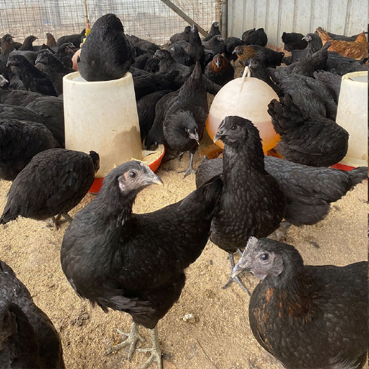 散养育肥青年五黑鸡 成年出栏绿壳蛋鸡 繁殖杂交鸡苗 饲养简单