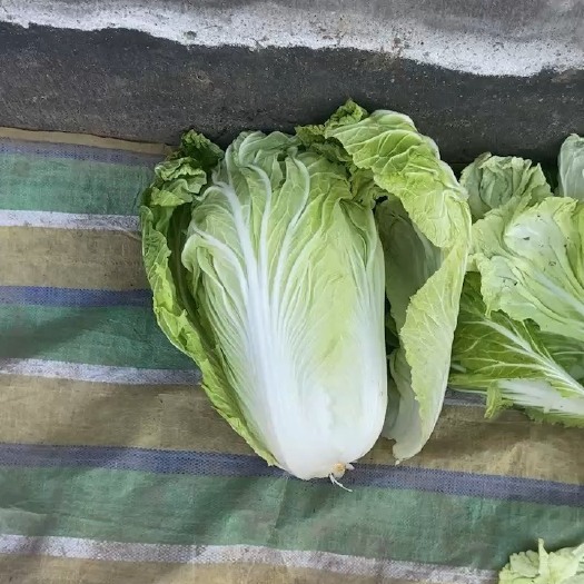 夏邑县大白菜