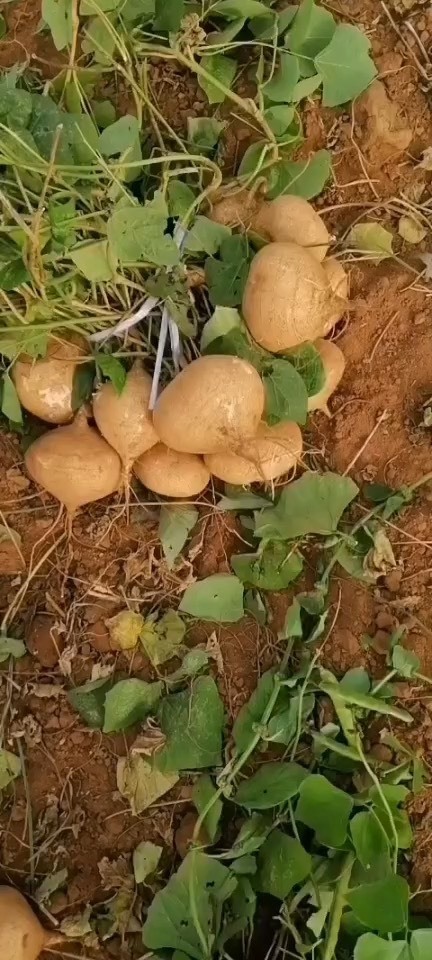 雷州市新苗货，口感清甜爽口，质量保证，半斤起步