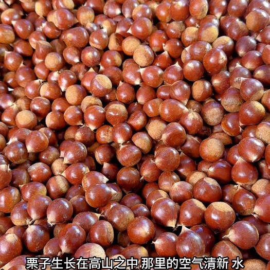 建瓯市福建高山老树锥栗 红栗子 现货供应 喜欢的老板来
