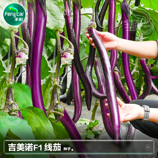 吉美诺F1线茄种子 引进线茄新品种紫红长茄子种籽
