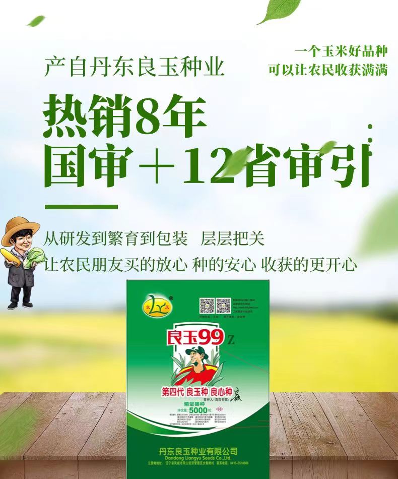 丹东原装正品良玉99玉米种良玉99Z第四代玉米种子抗倒出产量