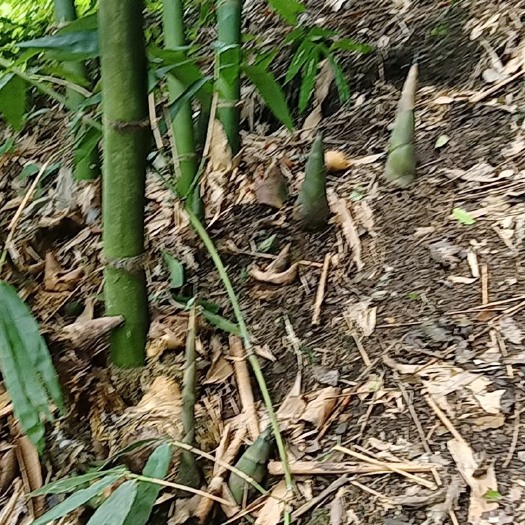 麻竹苗，成活率高，带根种植，下单现挖，螺蛳粉酸笋原料