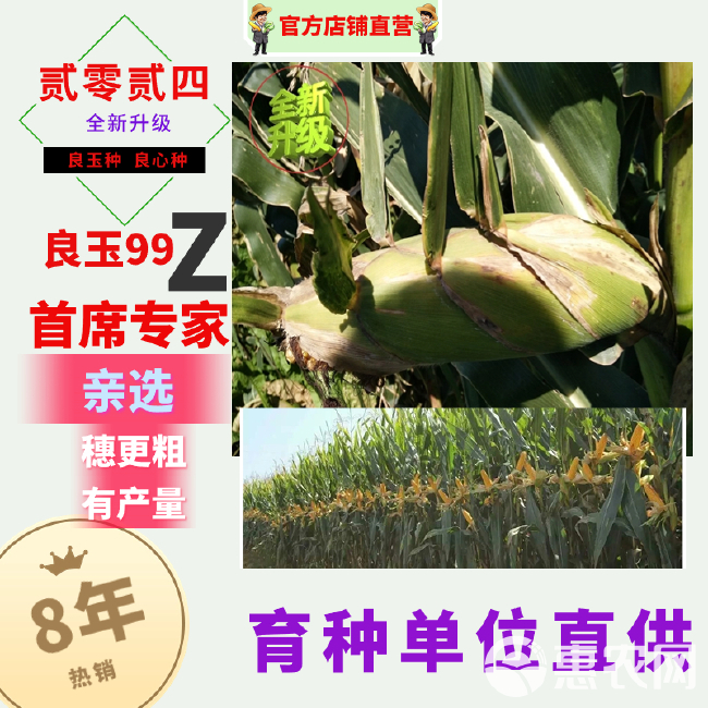 丹东原装正品良玉99玉米种良玉99Z第四代玉米种子抗倒出产量
