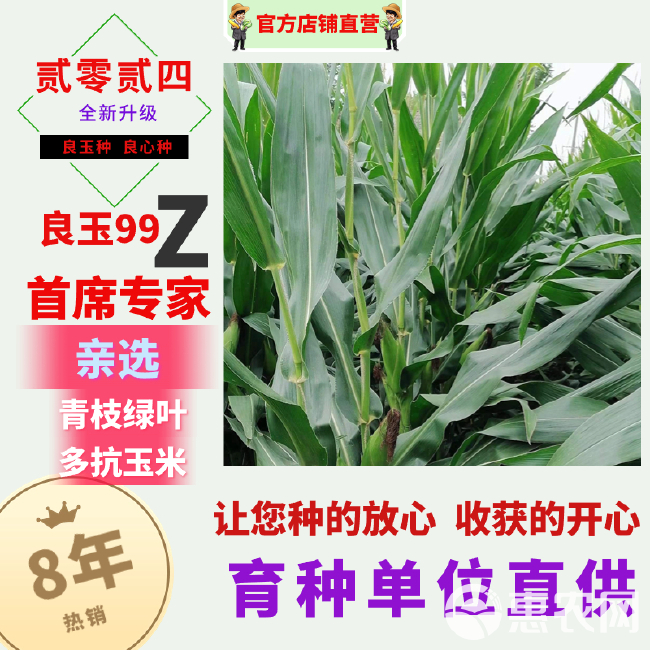 丹东良玉99Z玉米种子原装第四代国审耐旱高抗倒吨粮型包邮正品