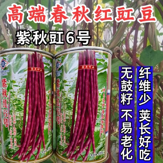 洛阳紫秋豇6号紫豇豆种子，红豇豆种子，无鼓籽，不易老化，荚长好吃