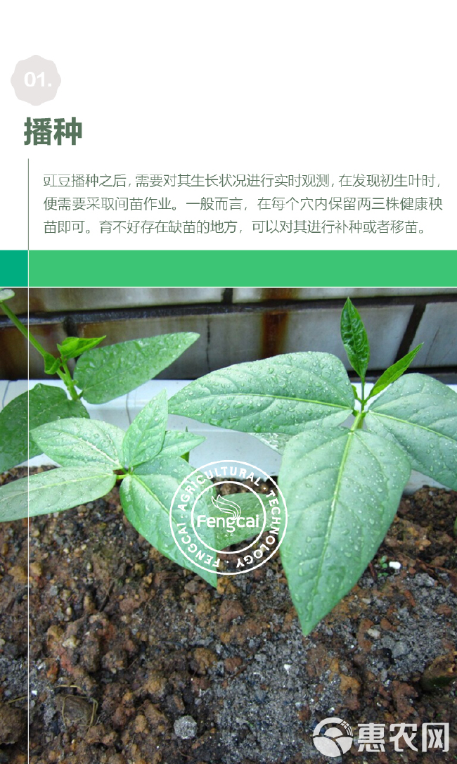 白豆角种子 长白胖豇豆种籽 适合早春，夏季，秋季栽培