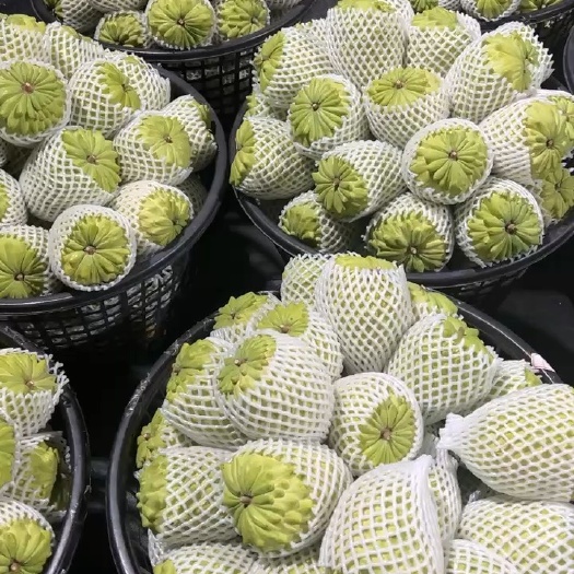 厦门凤梨释迦