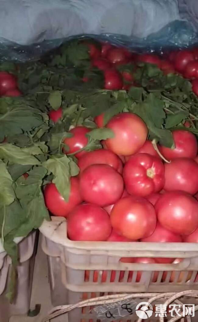 硬粉西红柿，常年供应温室西红柿，颜色好，耐运输，品质佳