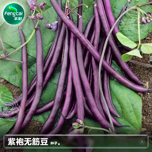 绵阳紫色无筋豆种籽 四季豆种子 春秋两季播种