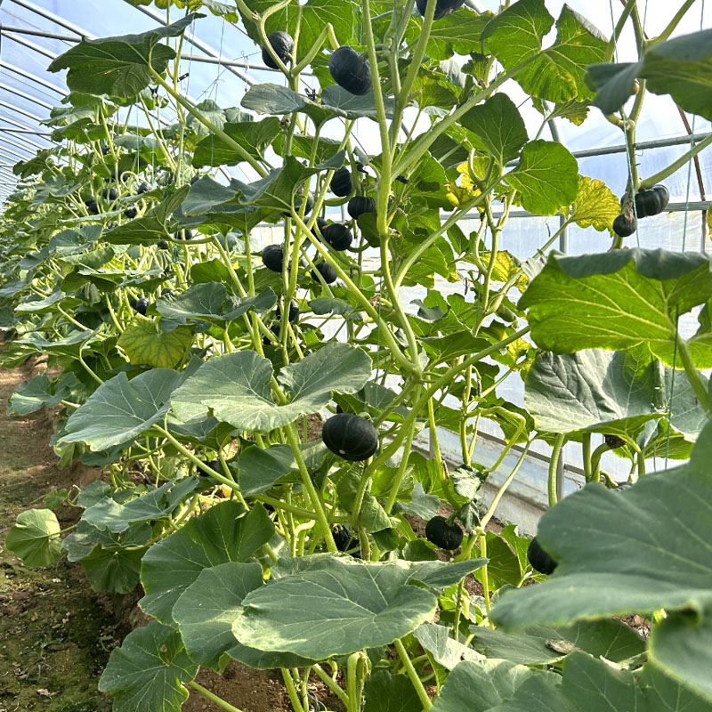 黑貝貝南瓜種子 高產 早熟 板栗香 粉面糯香春秋種植