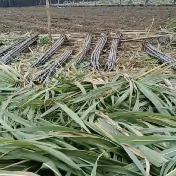 甜度好，汁水多，广西很皮甘蔗