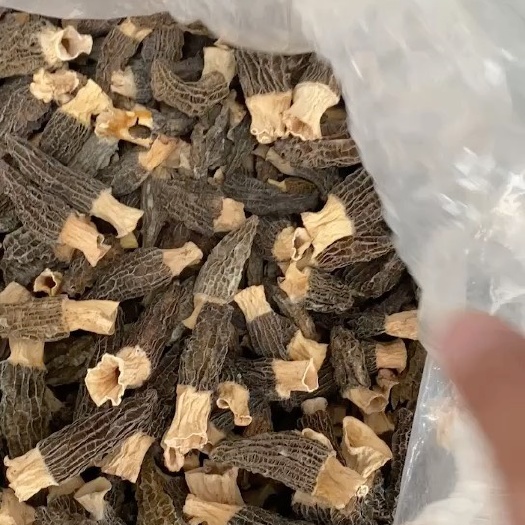 羊肚菌自产自销。柴火烘干。 味道更鲜美。一斤代发