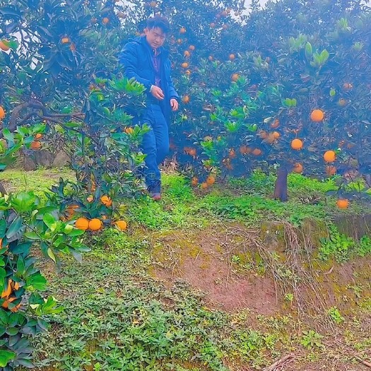 重庆江津卡拉卡拉红肉橙爱人故乡种植园生态产地直供全国供应