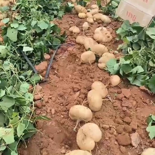 雷州市雷州新苗货，产地批发