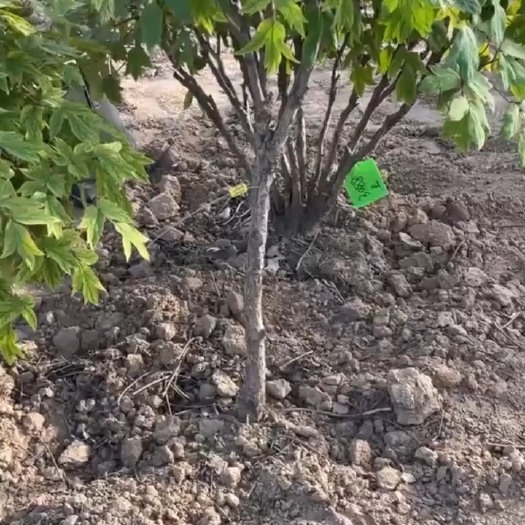 郓城县独杆牡丹，观赏牡丹