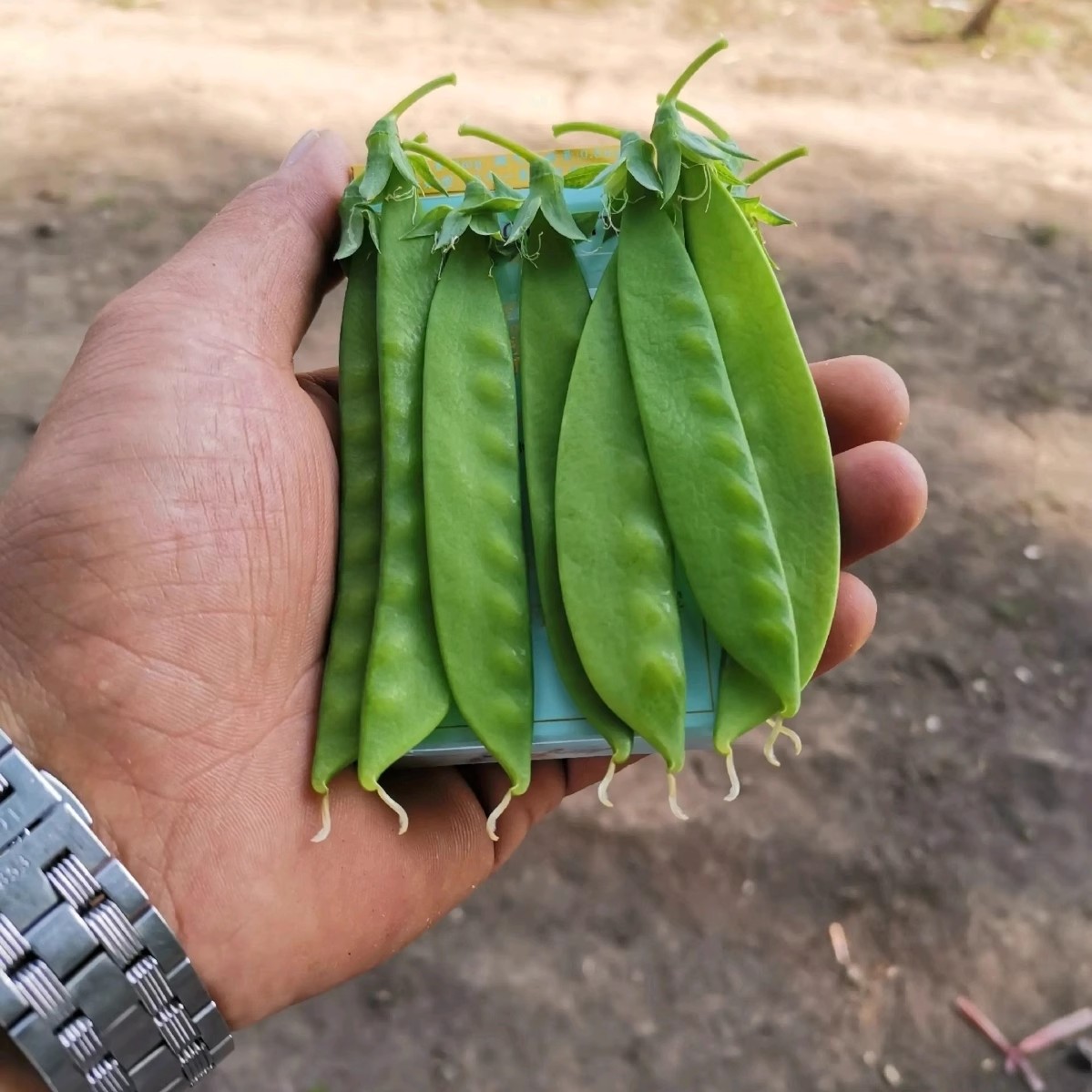 604荷兰豆种子，大荚荷兰豆种子，香甜脆嫩，无渣爽口荚大肉厚