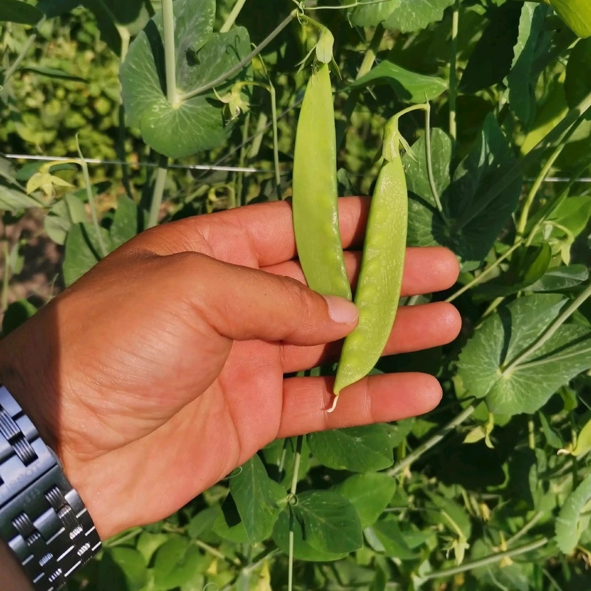 604荷兰豆种子，大荚荷兰豆种子，香甜脆嫩，无渣爽口荚大肉厚